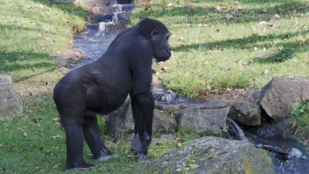 Gorila Las Tierras Bajas Occidentales Cruzando Arroyo — Vídeo de stock