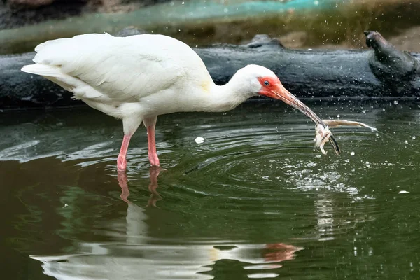 Wading bird white Ibis (Eudoctricimus albus) with a big fish in — Stock Photo, Image