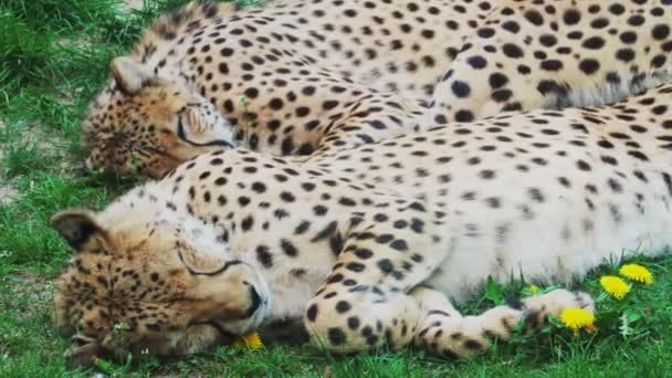 Två Cheetah Cats Sover Gräset Acinonyx Jubatus — Stockvideo