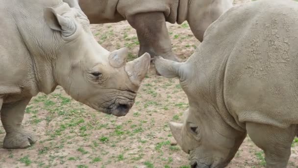 Rinoceronte Blanco Del Sur Ceratotherium Simum Simum Especies Animales Peligro — Vídeo de stock