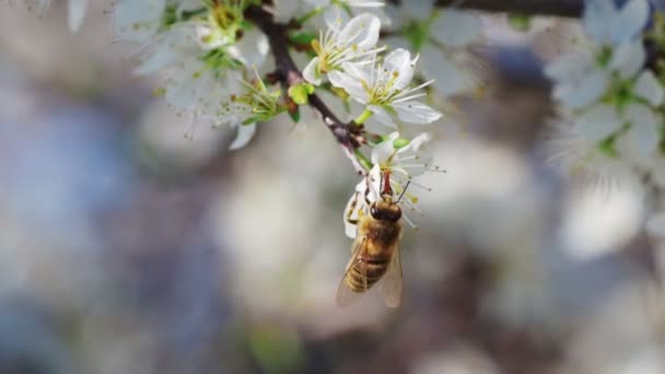 Honingbijen Verzamelen Stuifmeel Van Bloemen Lente Natuur Bee Verzamelt Nectar — Stockvideo