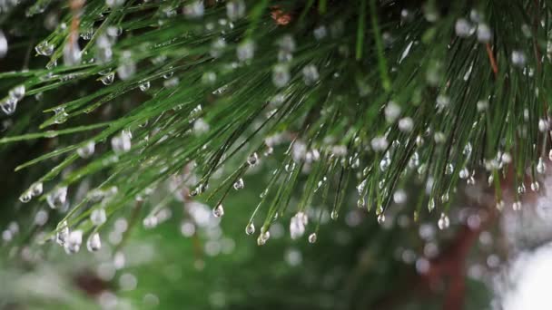 Bevroren Druppels Water Een Boomtak Pine Winter Natuurlijke Achtergrond — Stockvideo