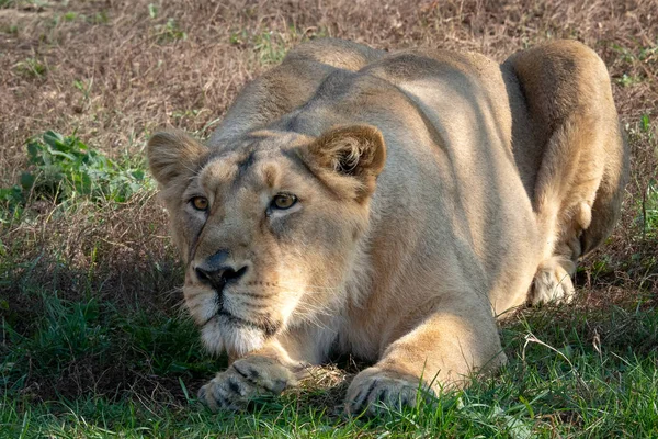 Ázsiai oroszlán (Panthera leo persica). — Stock Fotó