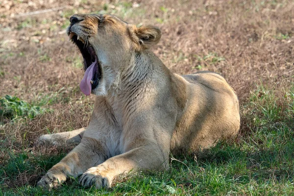 Asya dişi aslan (Panthera leo persica). — Stok fotoğraf