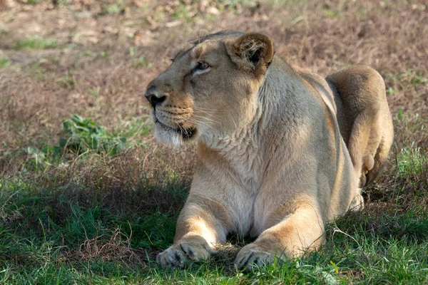 Ázsiai oroszlán (Panthera leo persica). — Stock Fotó
