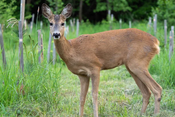 Roe herten in het bos, Capreolus capreolus. Wilde reeën in de natuur — Stockfoto