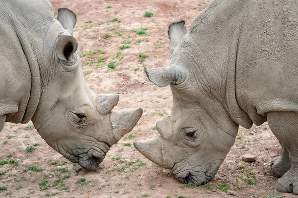 Rinoceronte blanco del sur (Ceratotherium simum simum). — Foto de Stock