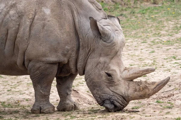 Südliches Breitmaulnashorn (Ceratotherium simum simum)). — Stockfoto