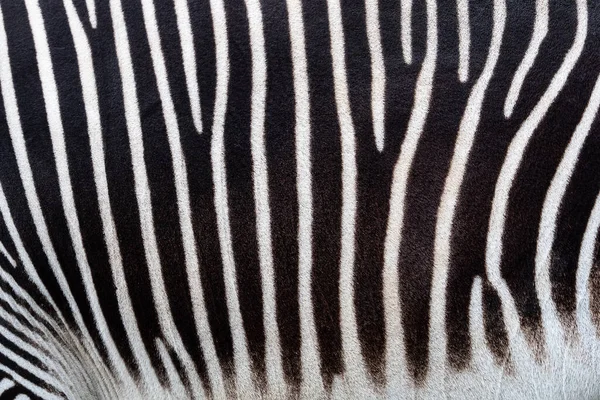 Detail eines schwarz-weißen Streifens auf einem Zebrafell — Stockfoto