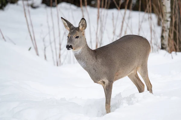 Wild roe deer in the snow. Capreolus capreolus. — Stockfoto