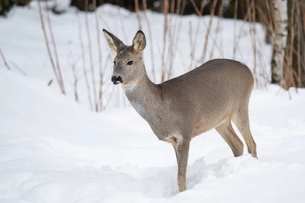 Jelen divoký ve sněhu. Capreolus capreolus. — Stock fotografie