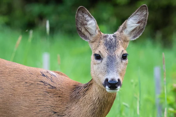 Ciervo en la hierba, Capreolus capreolus. Ciervo salvaje en la naturaleza . —  Fotos de Stock