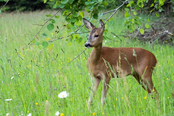 Roe deer in grass, Capreolus capreolus. Wild roe deer in nature. — 스톡 사진