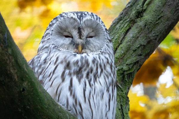 Urálbagoly, Strix uralensis, faágon ülve — Stock Fotó