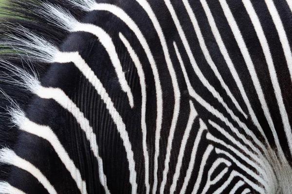 Detalhe de umas listras pretas e brancas em uma pele de zebra — Fotografia de Stock