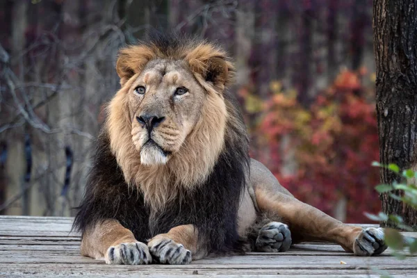 Ázsiai oroszlán (Panthera leo persica). — Stock Fotó