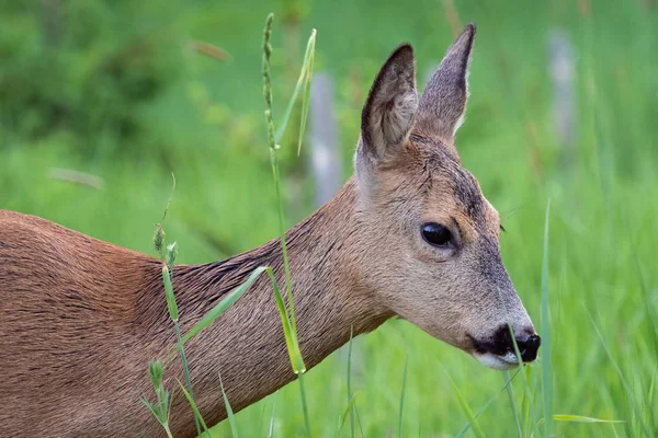 Ciervo en la hierba, Capreolus capreolus. Ciervo salvaje en la naturaleza . —  Fotos de Stock