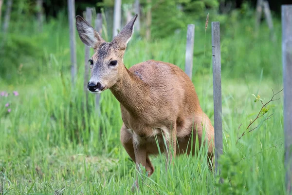 Rehe pinkeln im Gras, Capreolus capreolus. — Stockfoto