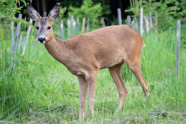 Roe deer in grass, Capreolus capreolus. Wild roe deer in nature. — 스톡 사진