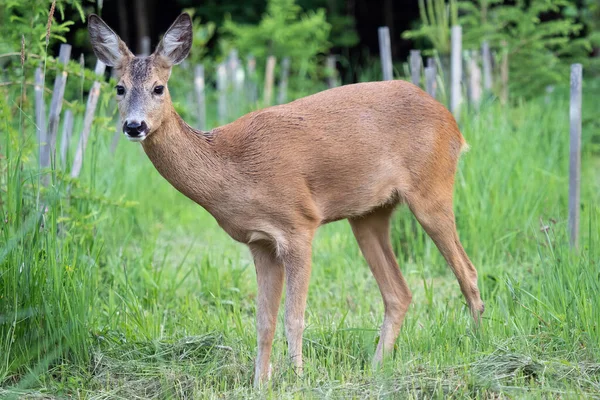 Rådjur i gräs, Capreolus capreolus. Vilda rådjur i naturen. — Stockfoto