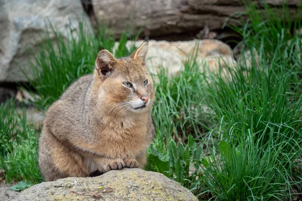 Retrato de un hermoso gato. Felis chaus sobre piedras en la naturaleza —  Fotos de Stock