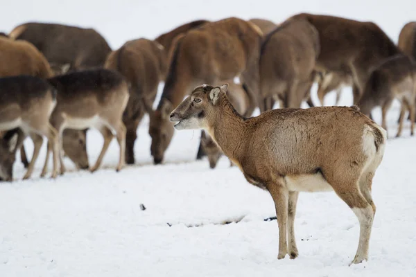 女性ヨーロッパムフロン（Ovis orientalis musimon）) — ストック写真