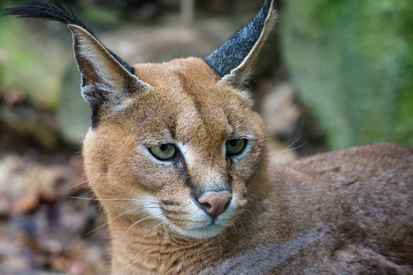 Λεπτομέρεια του caracal κεφάλι με προσεκτική ματιά. — Φωτογραφία Αρχείου