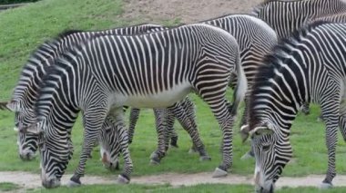 Yeşilin zebrası sürüsü (Equus grevyi) yeşil çimlerde otluyor.