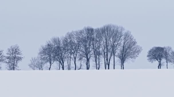Силуэты Деревьев Зимнее Время Снежном Поле — стоковое видео
