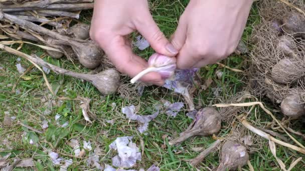 収穫後 女性の手はニンニクをきれいにする 貯蔵前のニンニクの調製 — ストック動画