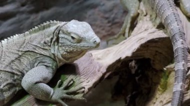 Küba rock iguanası, Cyclura nubila. Kübalı iguana bir dala uzanıyor.