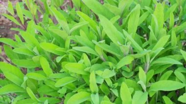 Adaçayı - Salvia officinalis. Bahçedeki bitkiler