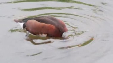 Ferruginous ördeği - Aythya nyroca, aynı zamanda yırtıcı pochard olarak da bilinir..