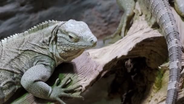 Iguana Rock Cubano Cyclura Nubila Iguana Cubana Deitado Ramo — Vídeo de Stock