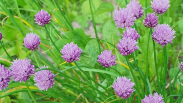 Bieslook Bloemen Een Tuin — Stockvideo