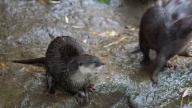 Grup Asyalı küçük pençe su samuru da bilinen oryantal küçük pençe otter (Amblonyx cinereus),.