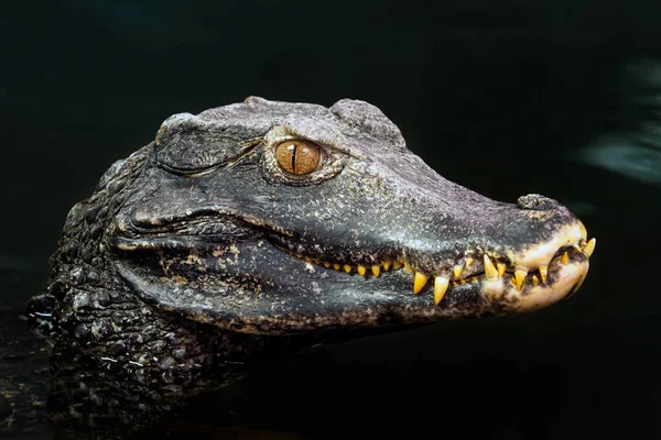 Head Crocodile Paleosuchus Palpebrosus Dwarf Caiman — Stock Photo, Image