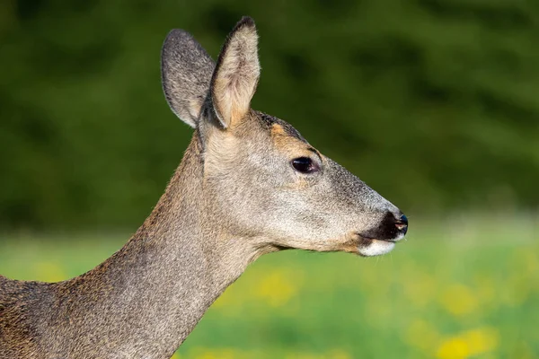 草の中で鹿を育てるカプレオラス カプレオラス自然の中で野生のイクラ鹿 — ストック写真