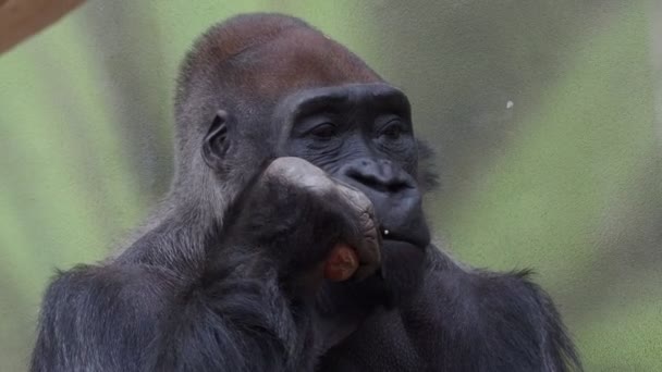 Gorilla Frisst Möhre Und Beobachtet Die Umgebung — Stockvideo