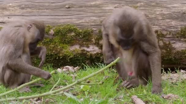 Baby Drill Monkey Mandrillus Leucophaeus Mordisqueando Una Rama — Vídeo de stock