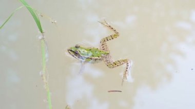 Gölette bataklık kurbağası (Pelophylax ridibundus). Su üstünde kafası olan yeşil kurbağa..