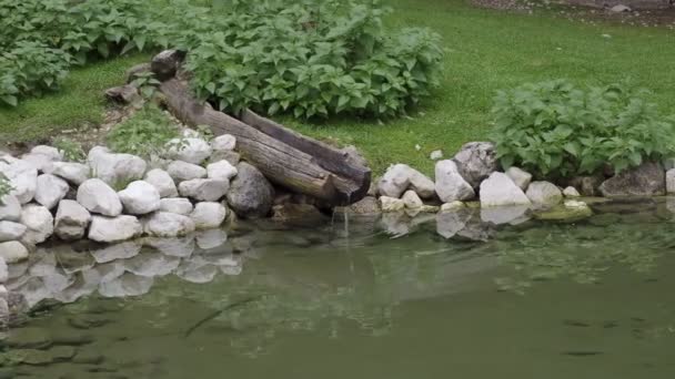 Étang Jardin Naturel Avec Eau Claire — Video