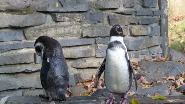 Pingüino Humboldt Spheniscus Humboldti Pie Sobre Rocas — Vídeos de Stock