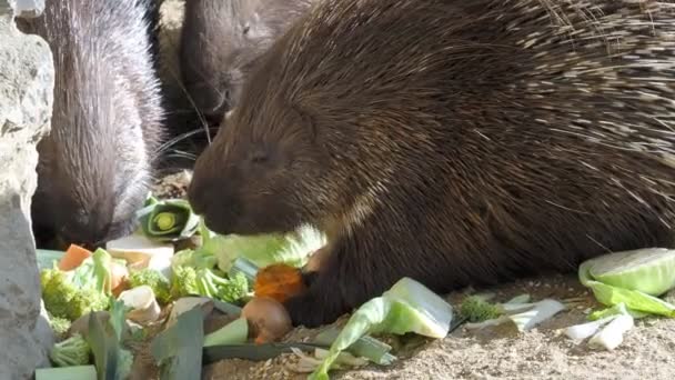 Σκαντζόχοιρος Τρώει Λαχανικά Hystrix Africaeaustralis — Αρχείο Βίντεο