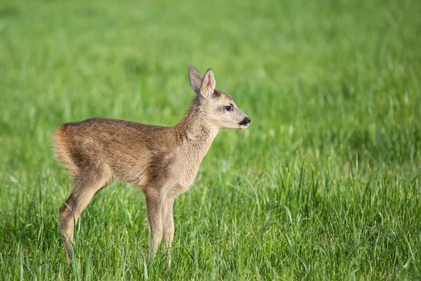 年轻野生獐鹿在草地上 新出生的獐鹿 野生春自然 — 图库照片