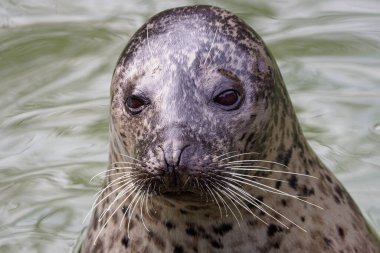 Harbor Seal (Phoca vitulina) with his head above green water clipart
