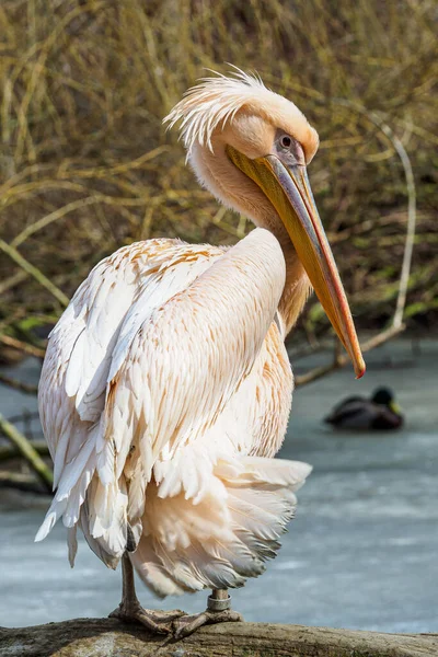 Pelecanus Onocrotalus Also Known Eastern White Pelican Rosy Pelican White — Stock Photo, Image