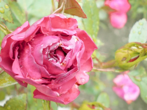 Rose i trädgården — Stockfoto