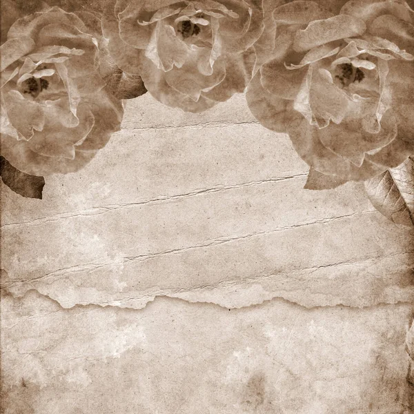 Старий паперовий фон. Текстура з трояндами Стокова Картинка
