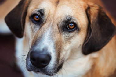Köpek.
